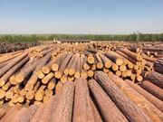 Наша компания экспортирует собственный лес и лесоматериалы с Украины.